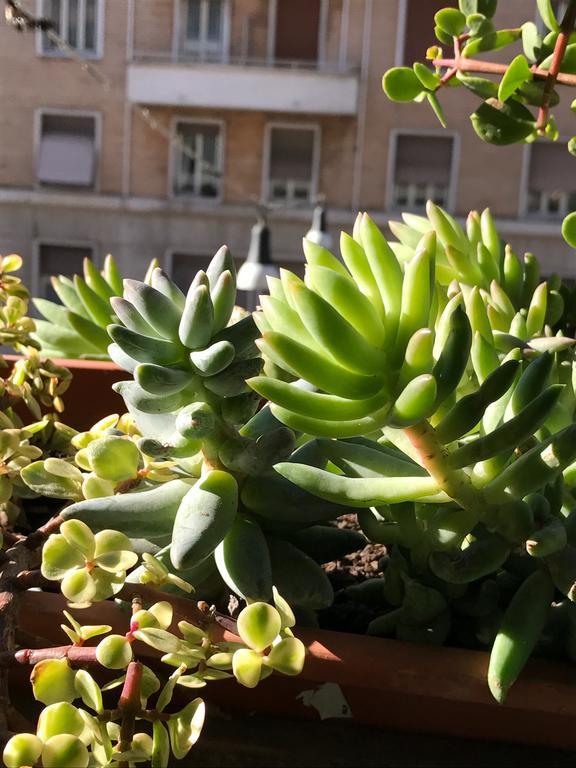 Pardis Guest House Rome Bagian luar foto