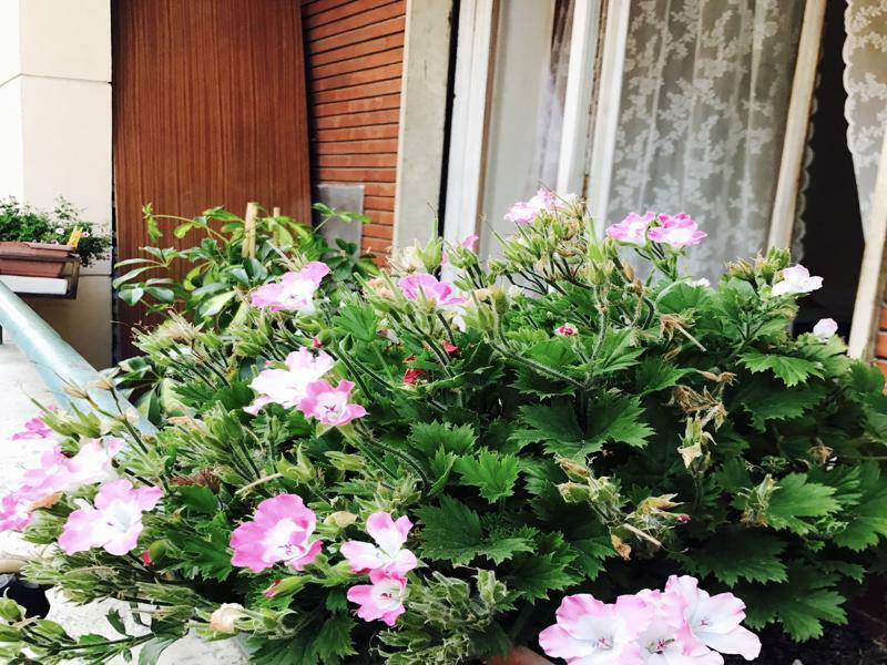Pardis Guest House Rome Bagian luar foto